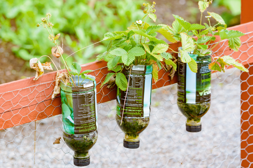How to Reuse Glass Bottles in the Garden